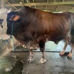 Sapi Milik Warga Koltim Dibeli Jokowi untuk Kurban di Sultra
