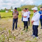 Kemarau Panjang, 44 Hektare Sawah di Muna Barat Terancam Gagal Panen