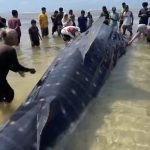 Hiu Paus Terdampar di Perairan Matahora Wakatobi, Warga Berbondong-bondong Evakuasi