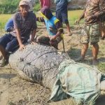 Bapak dan Anak di Kolaka Timur Tangkap Buaya Berukuran 7 Meter di Sungai Ladongi